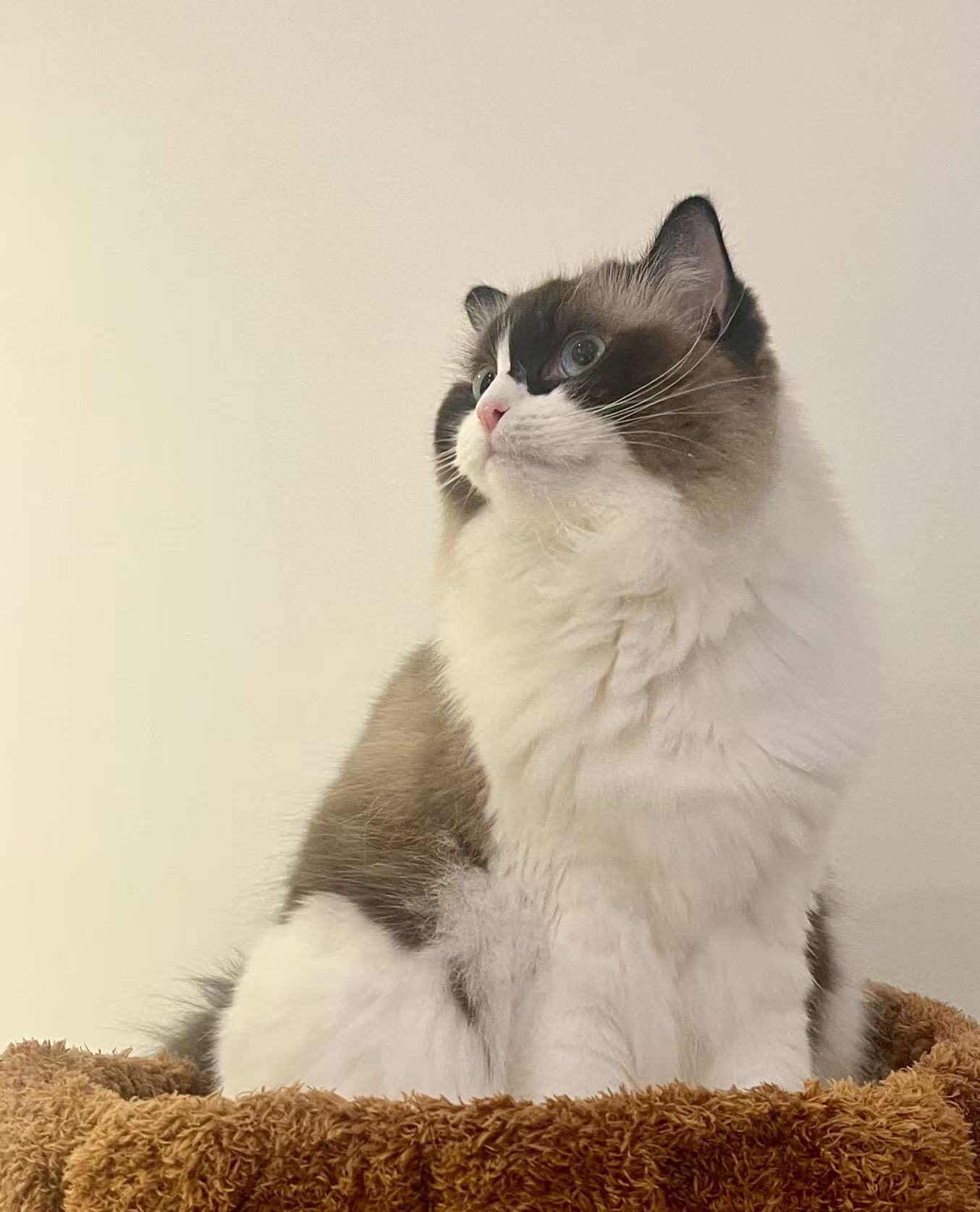 Chichi the cat sitting upright and looking scholarly